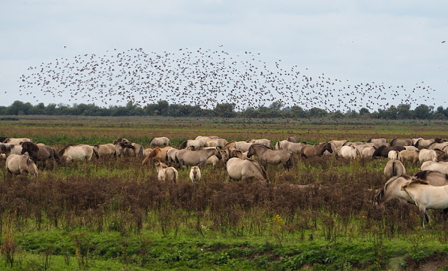 Flevoland, noordoostpolder, flevopolder, afsluitdijk, inpoldering, almere, lelystad, oostvaardersplassen, urk, schokland, ijsselmeer, markermeer, zuiderzee, konikpaarden, heckrunderen, zeearend, batavialand, bativia, batavialand, vereenigde oost-indische compagnie, het wonder van urk, het verdriet van urk, Ommelebommelestien urk, urker botterschuur, orchideeën  hoeve luttelgeest, orchideeën, vakantie in flevoland, weekend flevoland