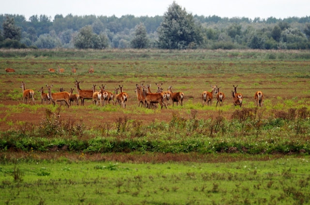 Flevoland, noordoostpolder, flevopolder, afsluitdijk, inpoldering, almere, lelystad, oostvaardersplassen, urk, schokland, ijsselmeer, markermeer, zuiderzee, konikpaarden, heckrunderen, zeearend, batavialand, bativia, batavialand, vereenigde oost-indische compagnie, het wonder van urk, het verdriet van urk, Ommelebommelestien urk, urker botterschuur, orchideeën  hoeve luttelgeest, orchideeën, vakantie in flevoland, weekend flevoland