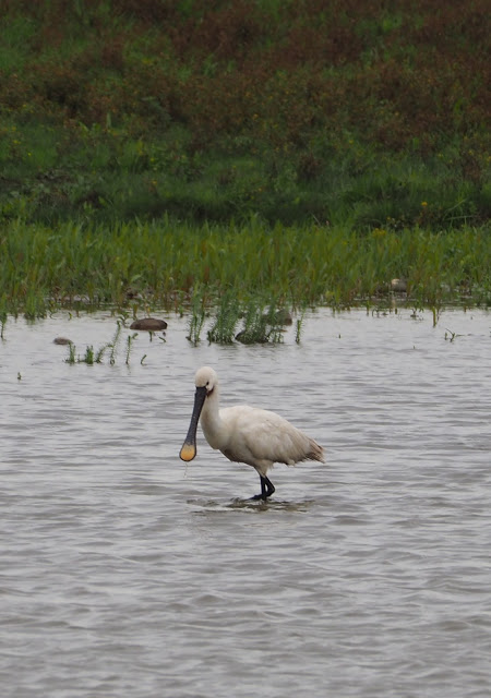 Flevoland, noordoostpolder, flevopolder, afsluitdijk, inpoldering, almere, lelystad, oostvaardersplassen, urk, schokland, ijsselmeer, markermeer, zuiderzee, konikpaarden, heckrunderen, zeearend, batavialand, bativia, batavialand, vereenigde oost-indische compagnie, het wonder van urk, het verdriet van urk, Ommelebommelestien urk, urker botterschuur, orchideeën  hoeve luttelgeest, orchideeën, vakantie in flevoland, weekend flevoland