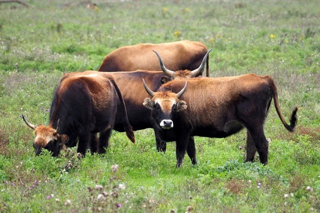 Flevoland, noordoostpolder, flevopolder, afsluitdijk, inpoldering, almere, lelystad, oostvaardersplassen, urk, schokland, ijsselmeer, markermeer, zuiderzee, konikpaarden, heckrunderen, zeearend, batavialand, bativia, batavialand, vereenigde oost-indische compagnie, het wonder van urk, het verdriet van urk, Ommelebommelestien urk, urker botterschuur, orchideeën  hoeve luttelgeest, orchideeën, vakantie in flevoland, weekend flevoland