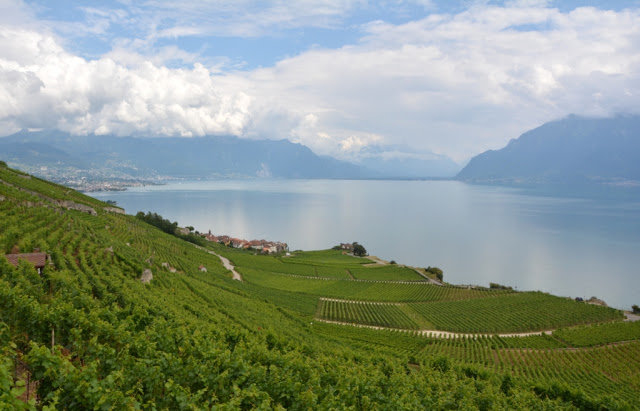 Meer van Geneve, Lac Leman, Zwitserland, Vevey, Lausanne, Lutry, Grandvaux, Wijnterrassen van Lavaux, wijntoerisme, Chasselas, Zwitserse wijnen, fietsen, fietsen in zwitserland, Saint-Saphorin, Château d' Ouchy, Cathédrale Notre-Dame Lausanne,  Zwitserse Rivièra, Musée Olympique Lausanne, olympisch museum lausanne, Brasserie Montbenon Lausanne, 