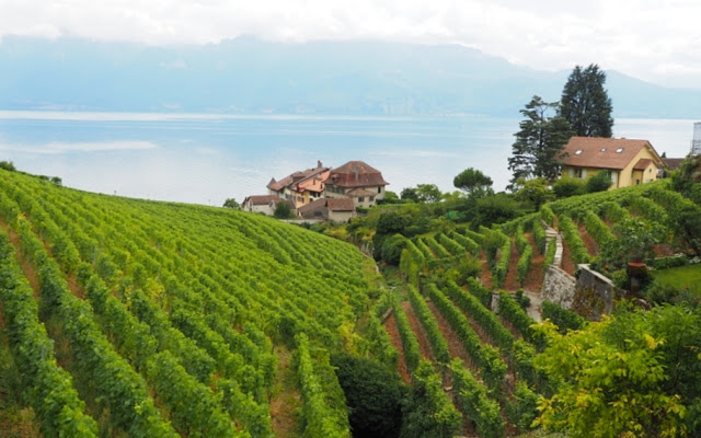 Meer van Geneve, Lac Leman, Zwitserland, Vevey, Lausanne, Lutry, Grandvaux, Wijnterrassen van Lavaux, wijntoerisme, Chasselas, Zwitserse wijnen, fietsen, fietsen in zwitserland, Saint-Saphorin, Château d' Ouchy, Cathédrale Notre-Dame Lausanne,  Zwitserse Rivièra, Musée Olympique Lausanne, olympisch museum lausanne, Brasserie Montbenon Lausanne, 