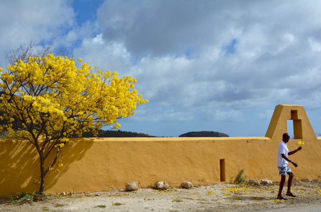 Kibra Hatcha, gele bloesembomen, geel, Curaçao, Antillen