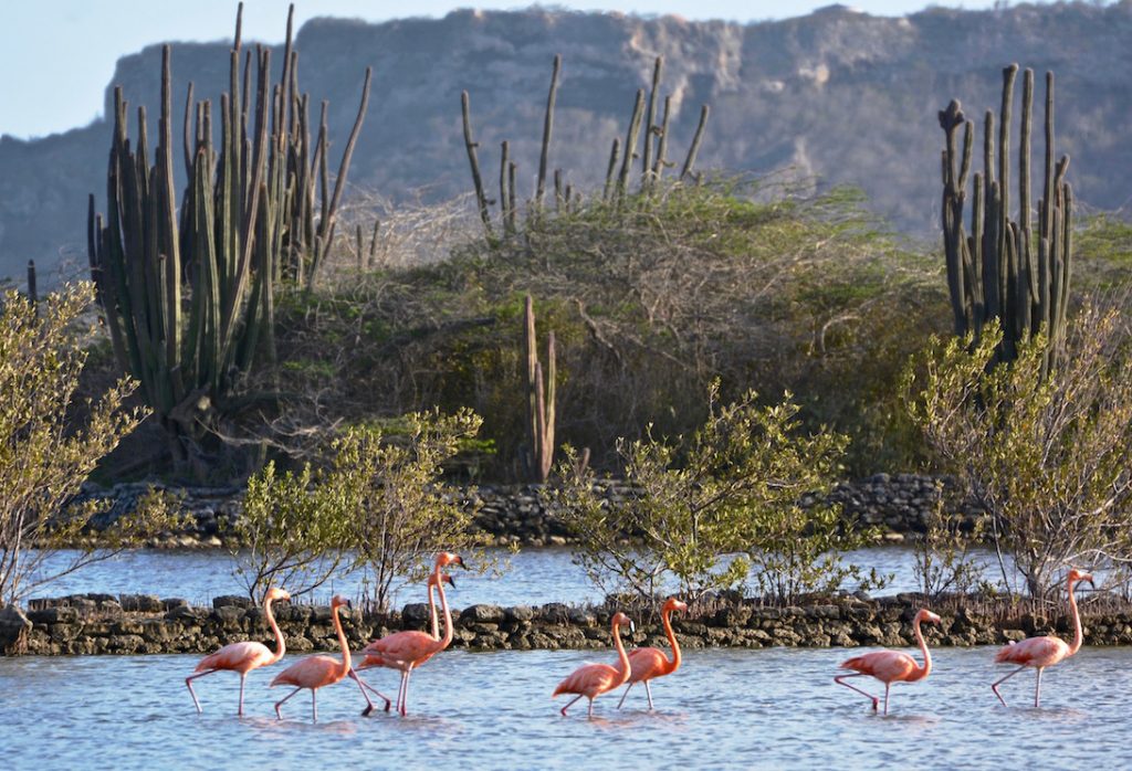 flamingo's, natuur, water, Curaçao, bergen