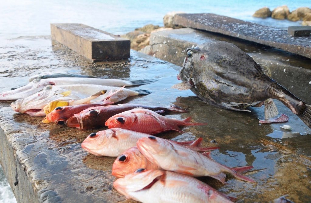 vismarktje, Playa Pescado, strand, tropische vissen, Curaçao, Antillen, Caraïbische Zee