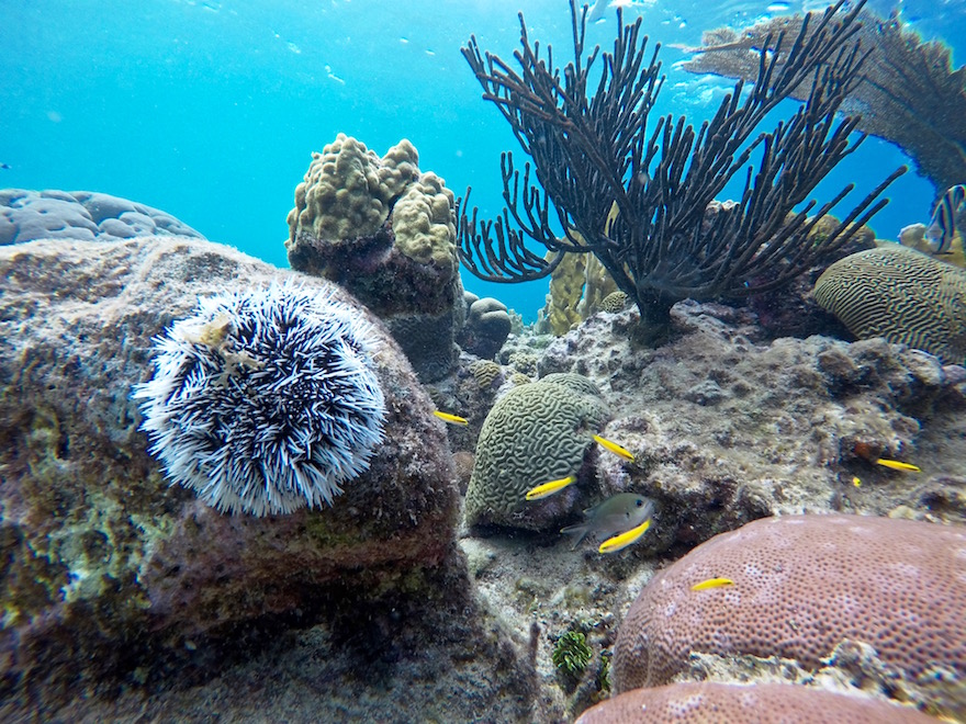 onderwaterwereld, tropical fish, tropische vissen, zeewier, algen