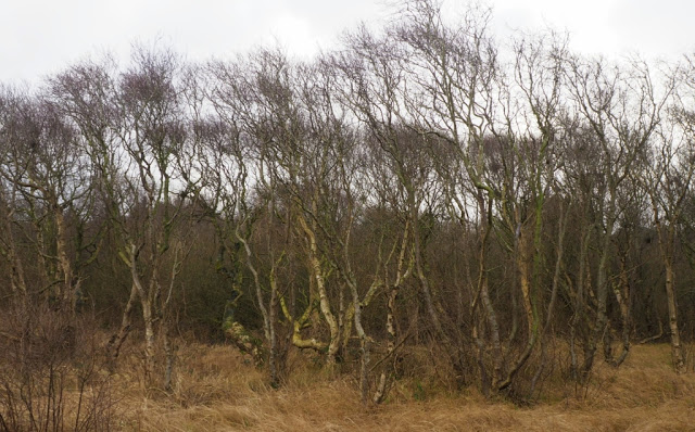 Schiermonnikoog, lauwersoog, Lytje Pôle, Ambrosijn Suites, Waddeneilanden, De Schiere Monnik, de Walviskaak, klooster Klaarkamp, de Langestreek, Willemshof Schiermonnikoog, de Zuidertoren, de Wassermann Bunker, Vredenhof Schiermonnikoog, de Buitentoren, hotel van der werff, Nationaal Park, Nederlandse landgeiten, strandjutten, de marlijn, wadden, wadtodo, 