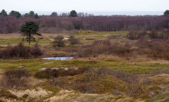 Schiermonnikoog, lauwersoog, Lytje Pôle, Ambrosijn Suites, Waddeneilanden, De Schiere Monnik, de Walviskaak, klooster Klaarkamp, de Langestreek, Willemshof Schiermonnikoog, de Zuidertoren, de Wassermann Bunker, Vredenhof Schiermonnikoog, de Buitentoren, hotel van der werff, Nationaal Park, Nederlandse landgeiten, strandjutten, de marlijn, wadden, wadtodo, 