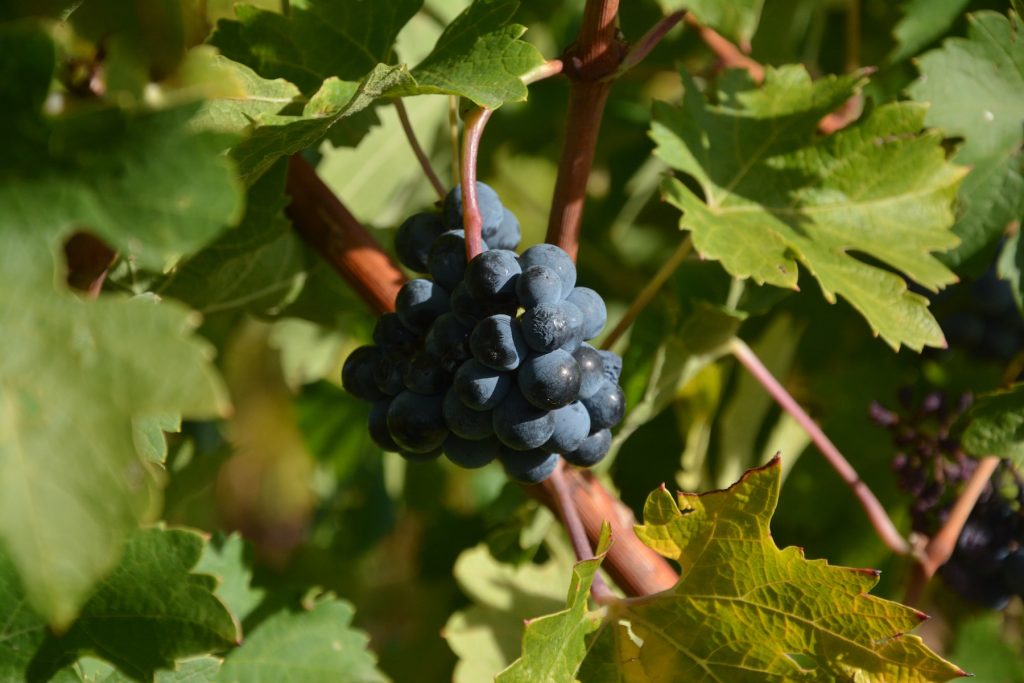 druiven, wijngaard, vineyard, wine, wijn, blue grapes, Algarve, Portugal