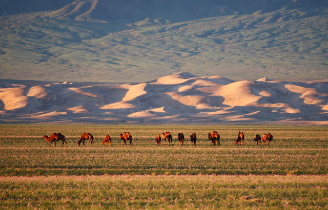 Mongolië, gobi desert, gobi woestijn, ulaanbaatar, road trip, Dalanzadgad, Baga Gazriin Chuluu, mogoolse steppen, ger, airag, Mongoolse gazelles, mogoolse nomaden, Tsagaan Suvarga, White Stupas, Gobi Gurvansaikhan National Park, Khanbogd, Dund Saikhany Nuruu, Yoliin Am, vulture valley mongolia, Mongoolse fluithazen, Siberische steenbokken, sneeuwluipaarden, Gobi kamelen, argali's, Khongoryn Els, Altaj gebergte, singing dunes, Duut Mankhan, Byanzag, flaming cliffs, Arts Bogdyn Nuruu, Gurvan Sajhan, Roy Chapmann Andrews, saxaul trees, velociraptor, dinosauruseieren, 