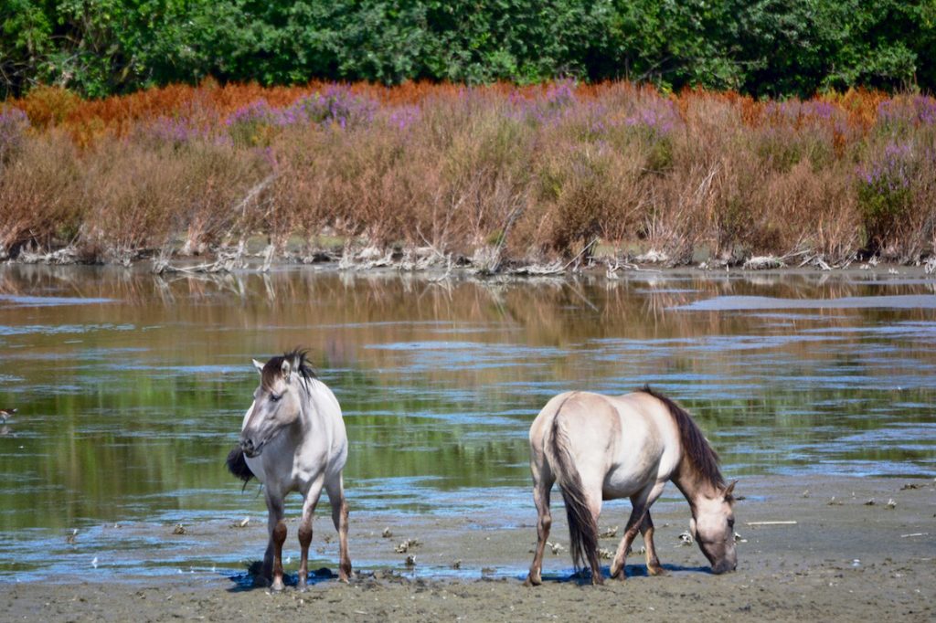 konik paarden, wilde paarden, Noordereiland, Scheldeland, kleurrijke flora, meertje, waterrand, ven, Rupelstreek, België