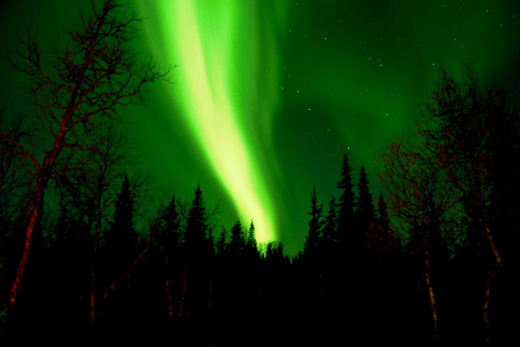 Aurora Borealis, Lapland, Lannavaarabos, wood, Zweden, Sweden