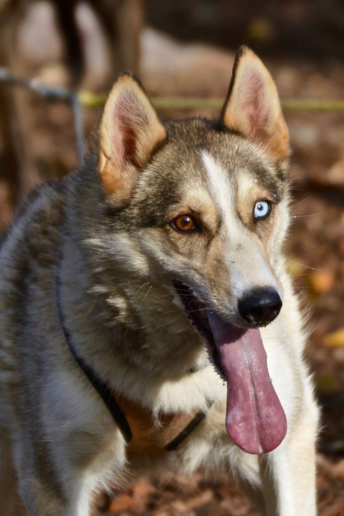 husky, dog, Lapland, husky sled, Swedish Lapland, Zweeds Lapland