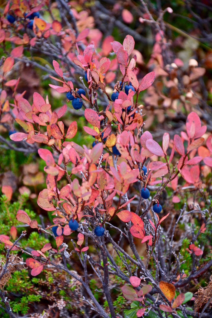 bessen, berries, herfstkleuren, bos, Lapland Zweden, Sweden