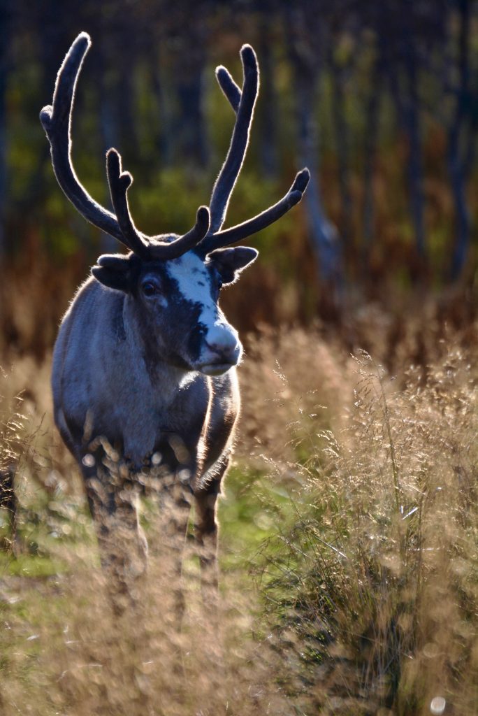 rendier, reindeer, bos, toendra, Lapland, Zweden