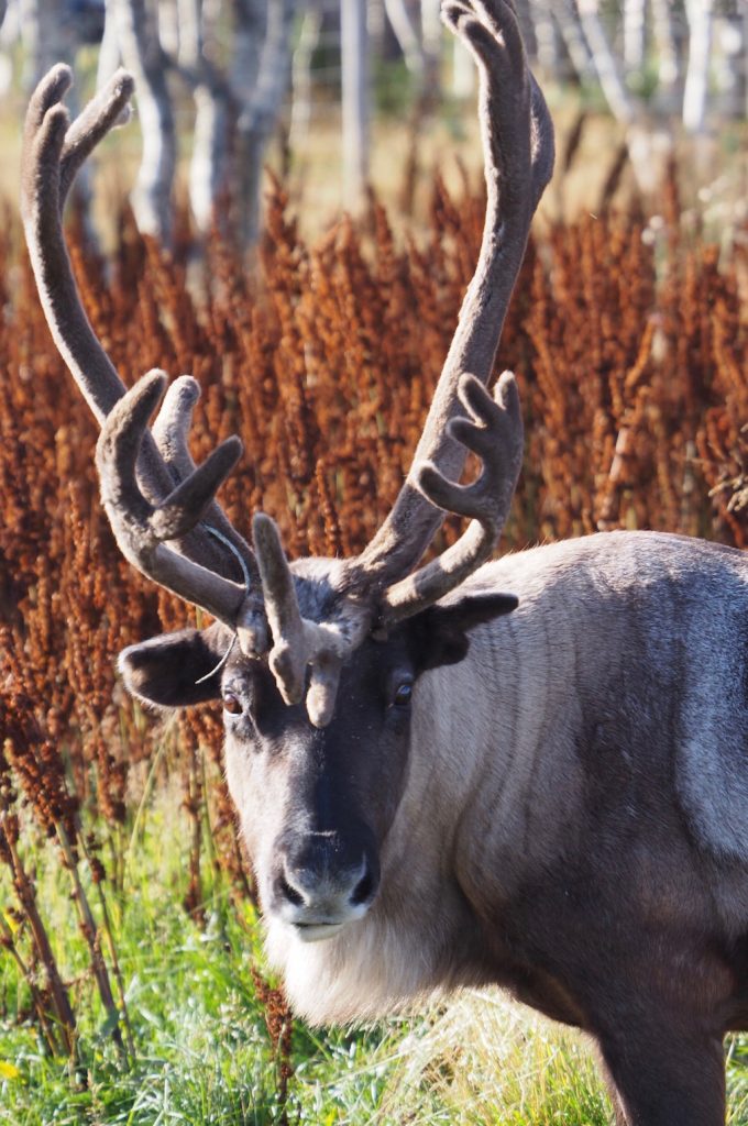 Reindeer, rendier, Lapland, Zweden