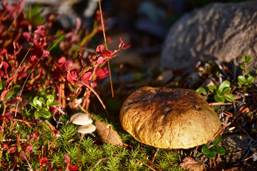 mushroom, berries, paddestoelen, besjes, flora, Lapland, Zweden, Sweden