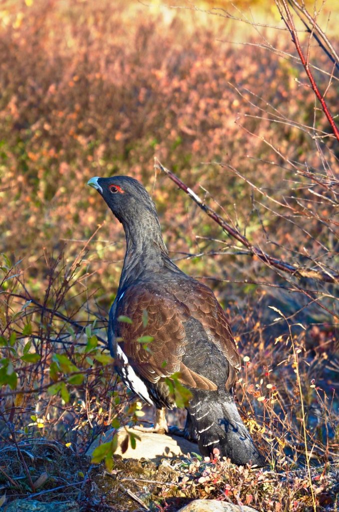 korhaan, herfst, Lapland, Zweden, bird, blackcock