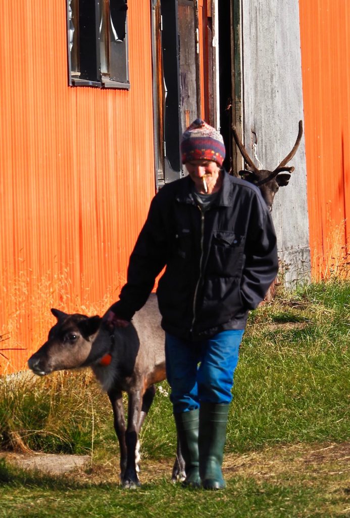 Sami Man, reindeer, rendieren, Viikusjarvi, Swedish Lapland, Zweeds Lapland