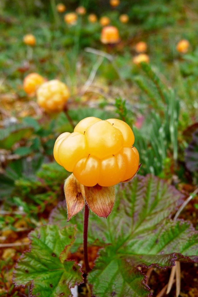 cloudberry, kruipbramen, eetbare bessen, herfst, natuur, Lapland, Zweden