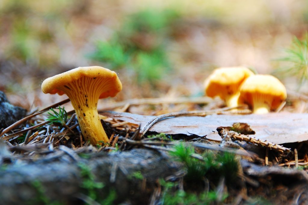 cantharellen, mushrooms, autumn, herfst, Lapland, Zweden, Zweeds Lapland