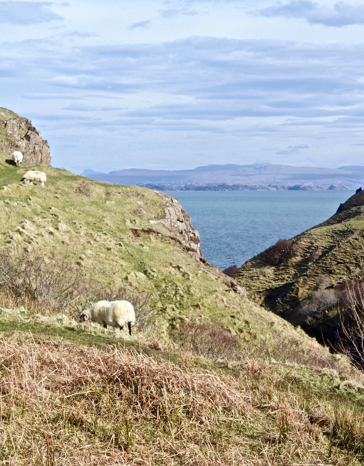 Bergen, zee, schapen, Isle of Skye, Schotland, Scotland, sheep