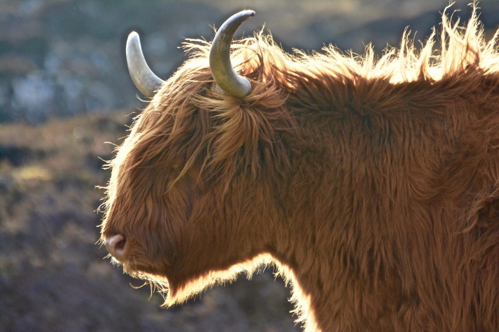 Higlander, Schotse koe, Isle of Skye, Schotland