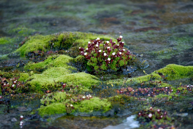 Toendra kleurrijke bloemetjes planten Spitsbergen