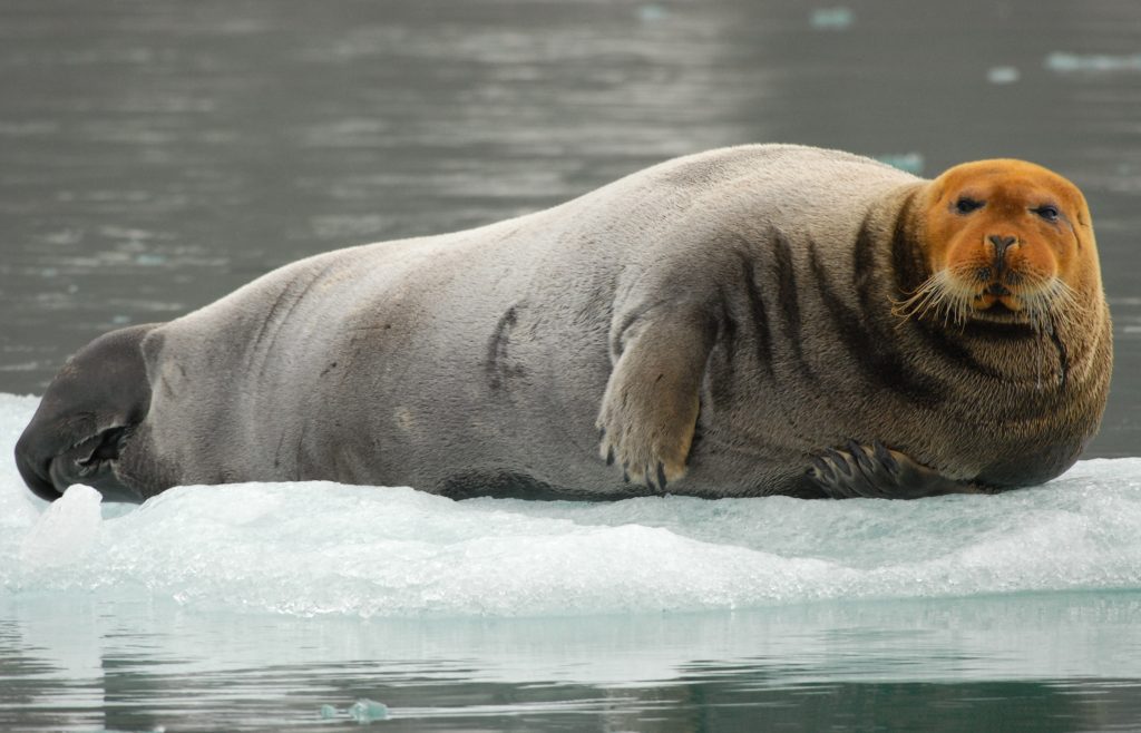 zeehond dieren ijsschots Arctische oceaan Svalbard Spitsbergen