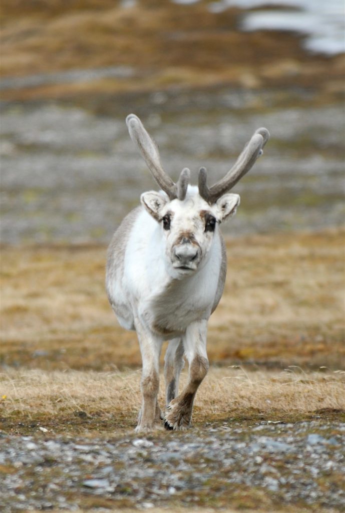 rendier toendra Spitsbergen Svalbard