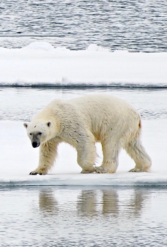 ijsbeer ijsschotsen sneeuw Arctische oceaan Spitsbergen Svalbard