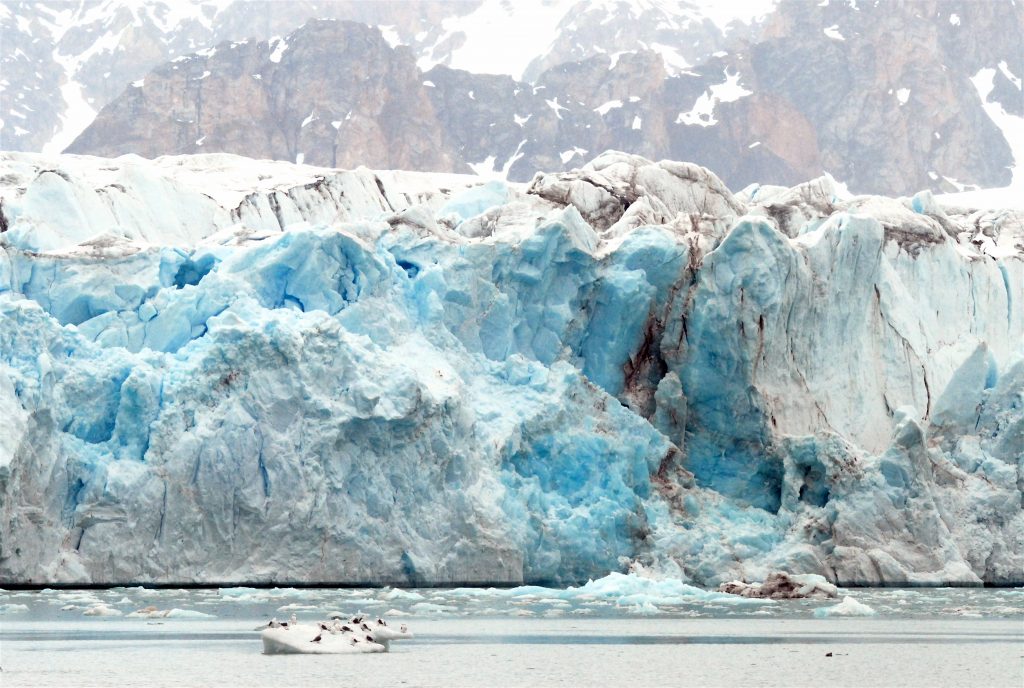 Spitsbergen gletsjer Kross Fjord vogels ijsschotsen