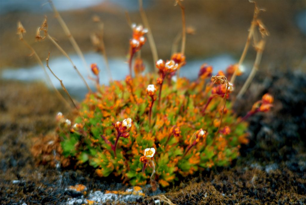 Toendra bloemen kleurrijk flora Spitsbergen Svalbard