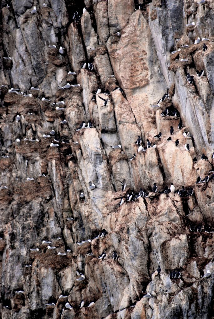 Birdhook Spitsbergen Svalbard vogels vogelklif vogelparadijs toendra