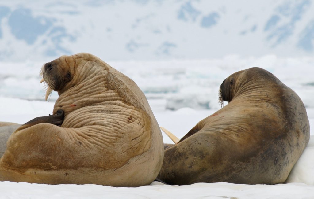 walrussen ijsvlakte ijsschotsen Spitsbergen Svalbard