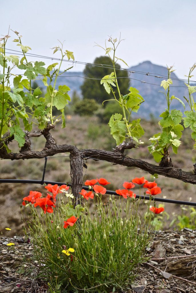 Sierra del Montsant, wijngaard, bloemen, gebergte, wijnranken, vineyard