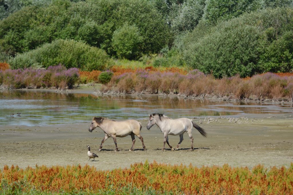 Noordelijk eiland, Scheldeland, Rupelstreek, konikpaarden, België, kleurrijke natuur