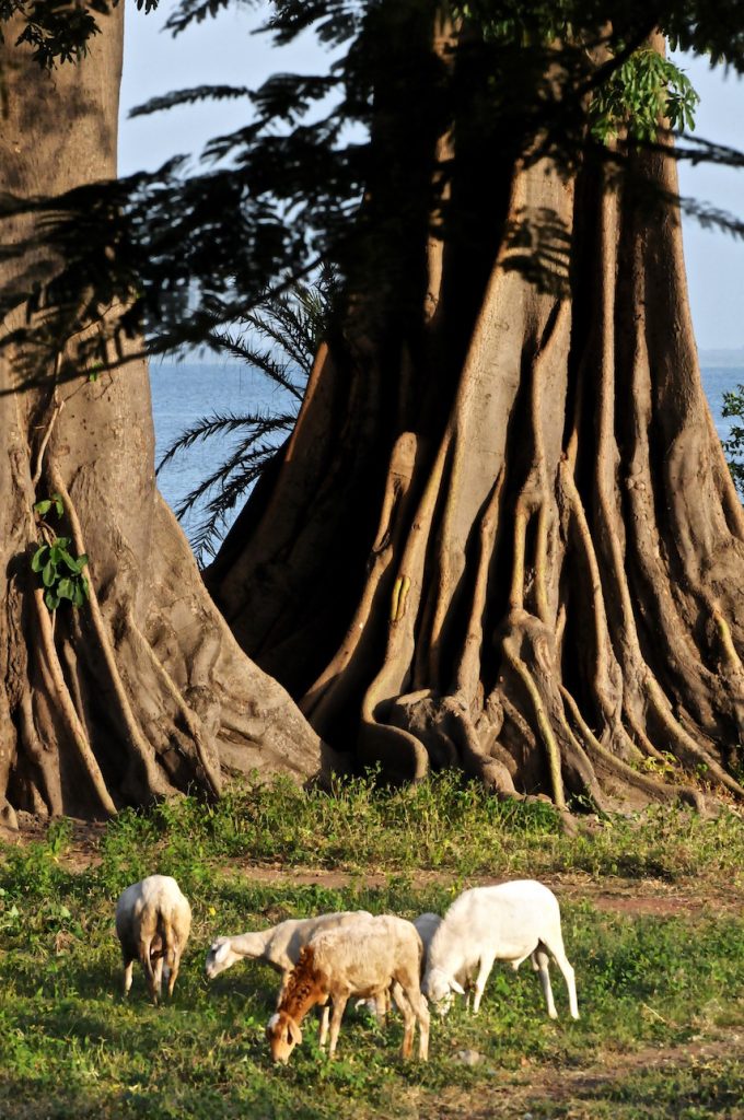 Beautiful old kapok trees, sheep, Juffureh, small African village, nature, Africa, The Gambia