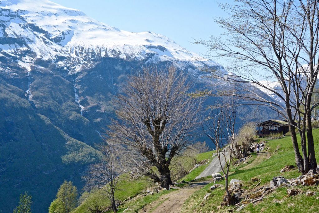 Blokhutten Vesterland, Geiranger, mooi uitzicht, schapen, bergen, pad naar Stoseterfossen waterval