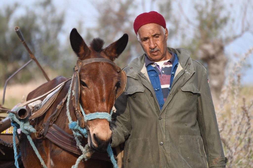 Olijfboer, met de hand geplukte olijven, olijfmolen Majhoub, Bebourba, platteland, Tunesië