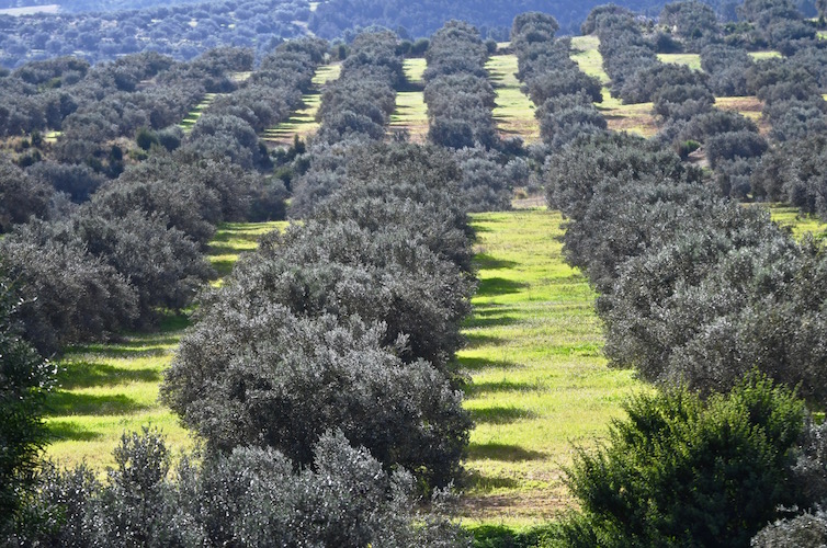 olijfboomgaard, Mahjoub molen, Tebourba, Tunesië