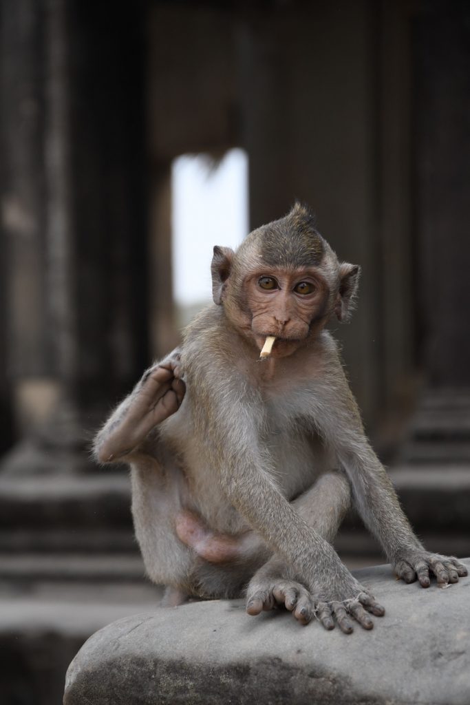 aapje, Angkor Wat, Siem Reap, Cambodja, jungle, tempel